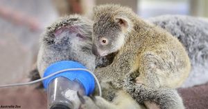 6-месячная коала не отходила от мамы даже во время операции