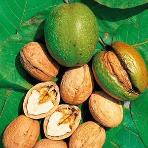 Грецкий орех – дерево жизни - посадка, выращивание и уход