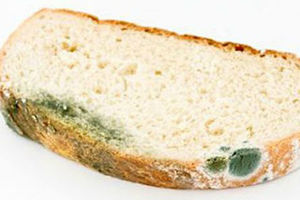 Что будет если съесть хлеб с плесенью