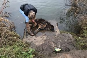 Увидев собаку, которая билась в воде, женщина кинулась ее спасать. Она еще не знала, почему та не могла выплыть сама