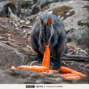 В Австралии с вертолетов сбросили несколько тонн моркови, чтобы накормить животных