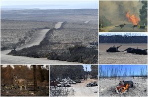 Выжженная земля: последствия лесных пожаров на острове Кенгуру