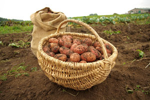 Планируем суперурожай картофеля