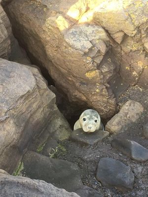 Застрял, маленький! Люди заметили, что тюлень на камнях не двигается и забили тревогу