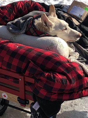 Мужчина катил по парку тележку с собакой, укутанной в одеяло...