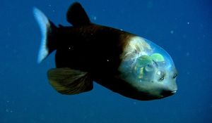Рыба с прозрачной головой