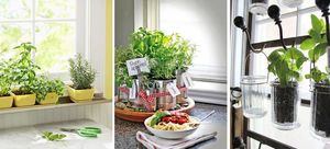 Знать и уметь: выращиваем зелень на кухне