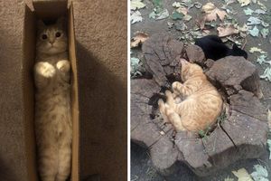 Фото смешных котов, которые предпочитают странные места для отдыха