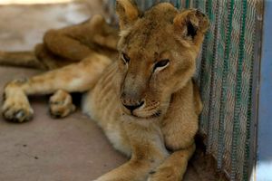 Шокирующие изображения пяти голодающих и больных львов в зоопарке Судана