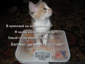 Смешные котики, чтоб смеяться до икотки. Уморительная фото-подборка!