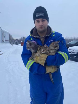 Канадец при помощи кофе спас троих котят, примерзших хвостиками к дороге