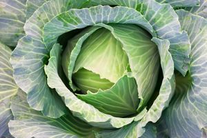 Как вырастить овощи без нитратов: 7 золотых правил