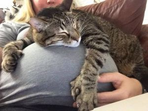 Домашние питомцы обожают своих беременных человеческих мам (13 фото)