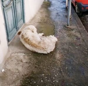 Раненая белая собака сделала несколько шагов и обессиленно упала перед дверью чужого дома