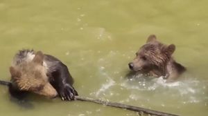 У медведицы не получалось спасти медвежат из холодной воды. На помощь пришли рыбаки