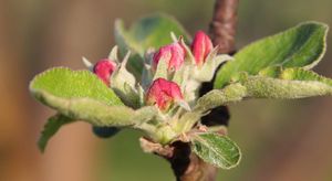 Как правильно привить яблоню весной - способы прививки черенков