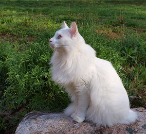 "Через неделю, как меня не станет, придет к двери, белый кот. Впусти его, он счастье принесет", - наказал Иван