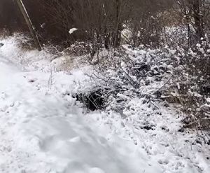 В зимний день волонтёры приехали спасать собаку, но оказалось, что от мороза прячутся и ее щенки