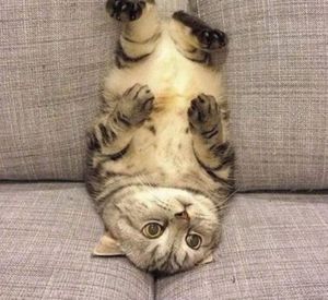 Кошки, которые явно не знают, как пользоваться диваном