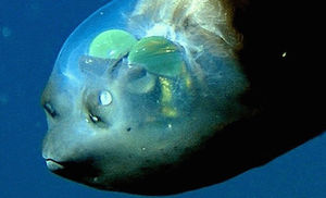 Рыба с прозрачной головой: находка ученых на километровой глубине