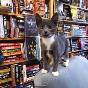 Канадский книжный магазин, в котором много кошек