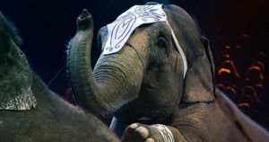 Дания выделила 1,6 миллиона долларов на «пенсию» последним четырем цирковым слонам
