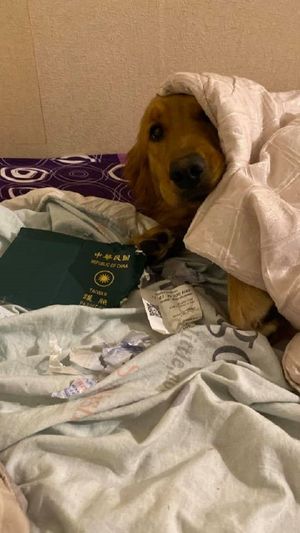 Собака сгрызла паспорт хозяйки и, тем самым, спасла её от возможной болезни