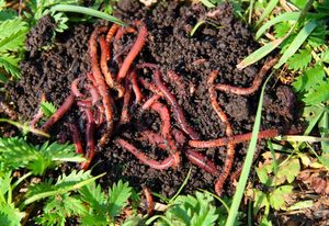 Как разводить калифорнийских червей: личный опыт