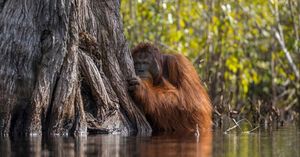 В лесах Борнео орангутанг пришел на помощь человеку и попал в кадр