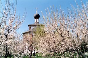 Абрикосы в монастырских садах, или Как вырастить абрикос в Подмосковье