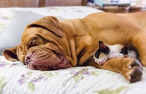 Фото котов, которые думают, что собака — это подушка