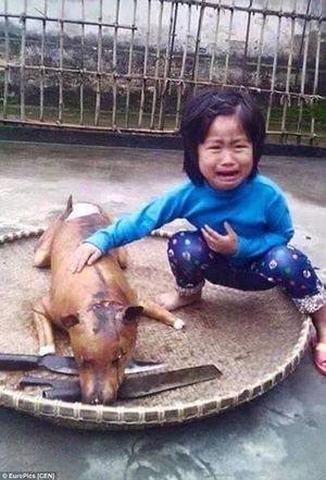 Вьетнамская девочка нашла свою пропавшую собачку
