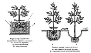 Высадка рассады в открытый грунт. Сроки