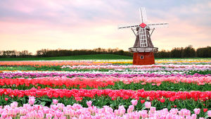 Фотофакт: как в Голландии выращивают тюльпаны к 8 Марта и не только