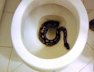 «Змея выползла из туалета, реальный случай»: возможна ли такая ситуация в крупных городах России и как обезопасить себя