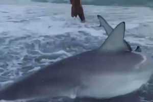 Девушка пришла на помощь акуле, которую шторм выбросил на берег