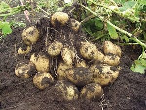 Большой урожай картофеля будет, если правильно подготовить грядки