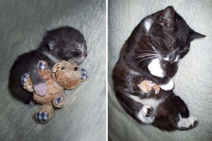 30 фото кошек с любимыми игрушками детства «до» и «после»