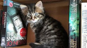 «А на полках не только книжки, но и котята»: канадский магазин помогает найти котишкам хозяев