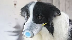 Спасаясь от коронавируса, китайцы начали надевать маски даже на своих собак