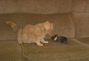 Рыжая кошка приютила маленького крольчонка, когда тот остался без мамы