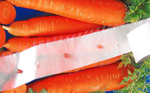 Как высевать морковь с помощью туалетной бумаги