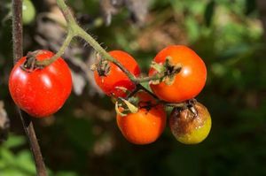 Фитофтора на помидорах в теплице: как бороться?
