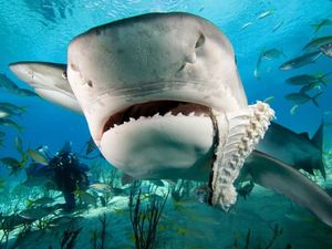 Тигровая акула, одна из 5 самых опасных акул в мире