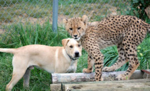 Щенка запустили в вольер гепарда: большая кошка стала дружить с собакой