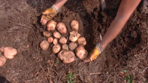 Суперспособ выращивания картофеля