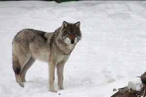 Спасенный лесником волк спустя год позвал его к тому же месту…