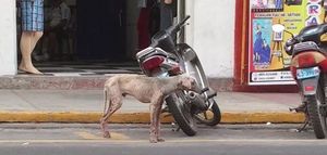 История спасения щенка, который медленно умирал на улице