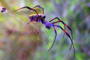 Почему нельзя убивать пауков – легенда или закон природы?