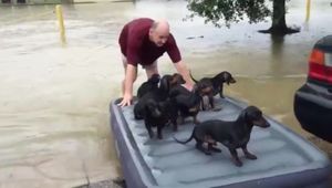 Пока люди спасали свое имущество, мужчина вернулся за соседскими щенками